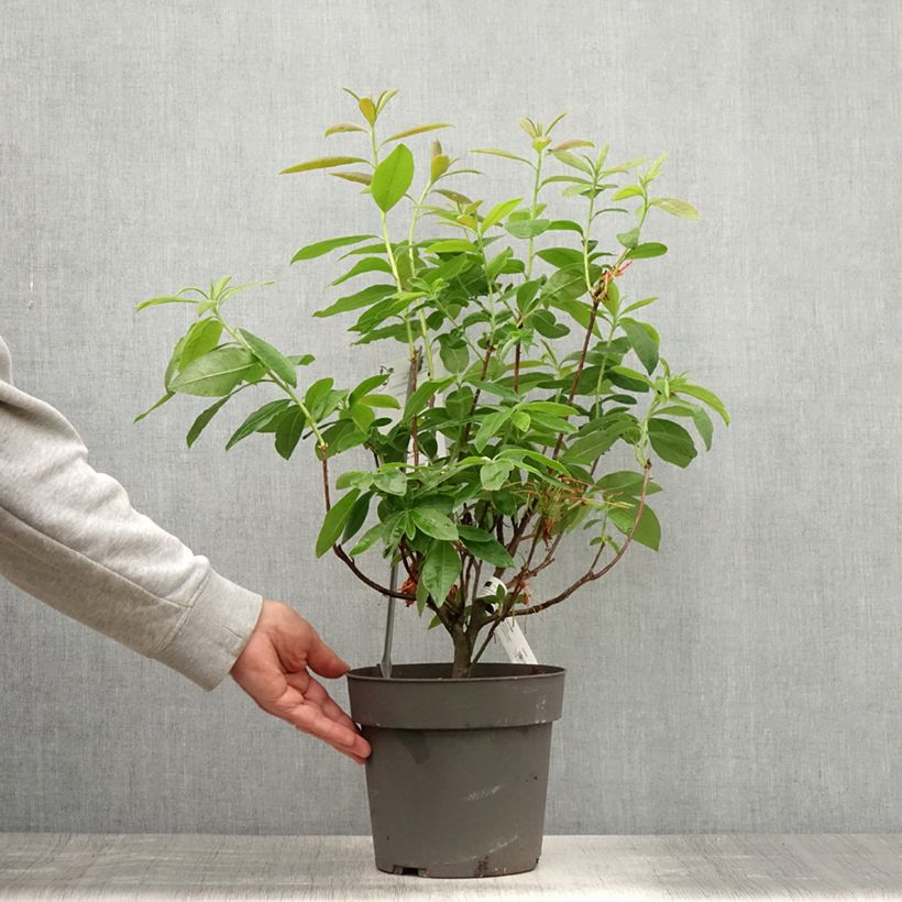 Exemplar von Sommergrüne Azalee Fire Ball - Azalea Topf mit 4L/5L wie im Sommer geliefert