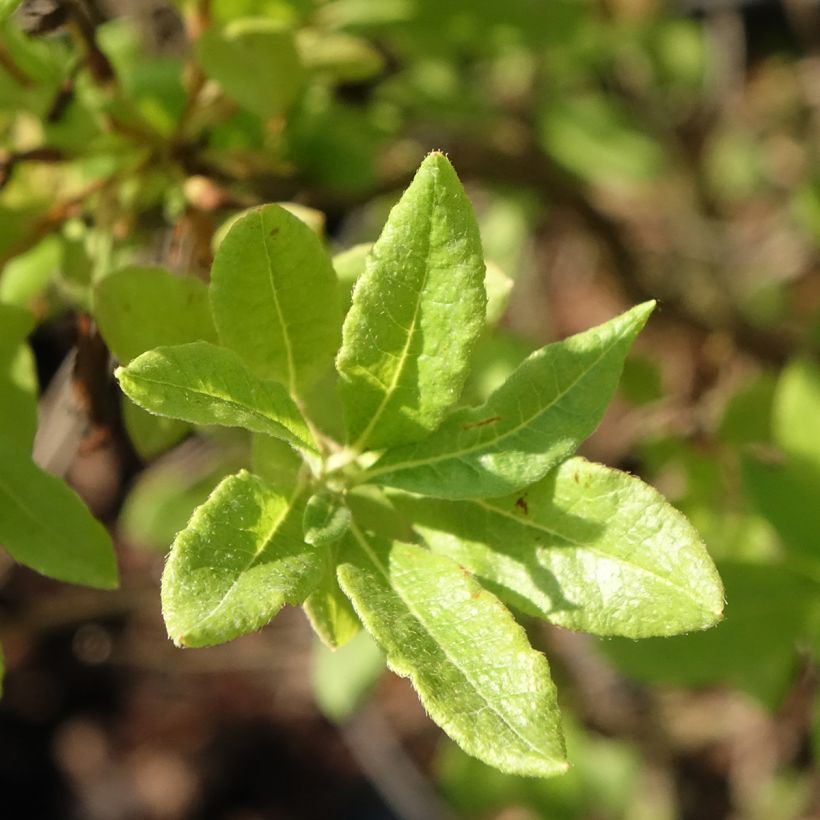 Sommergrüne Azalee Fraseri - Azalea (Laub)