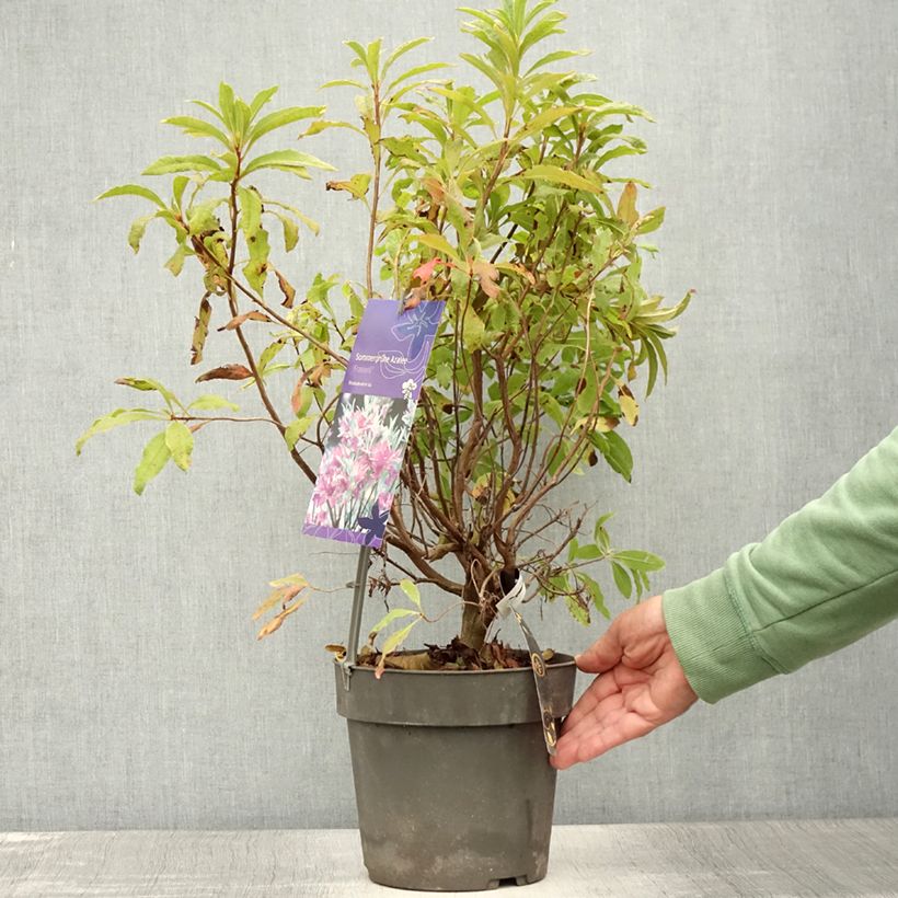 Exemplar von Sommergrüne Azalee Fraseri - Azalea Topf mit 4L/5L wie im Sommer geliefert