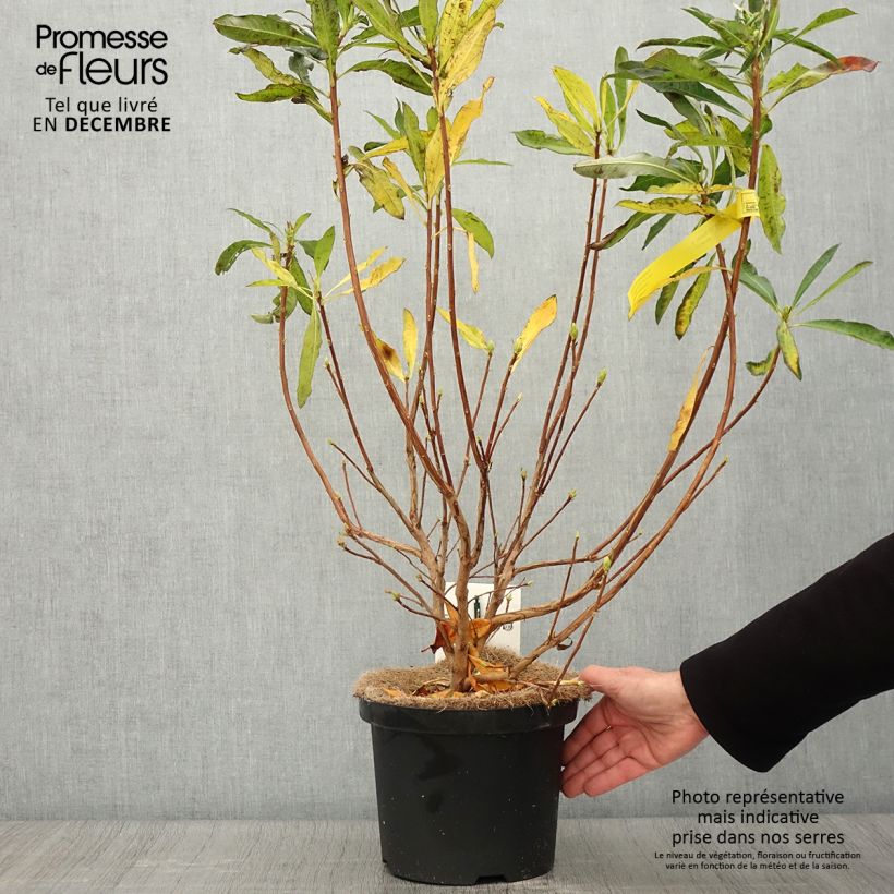 Exemplar von Gelbe Azalee - Azalea luteum Topf mit 4L/5L wie im Herbst geliefert