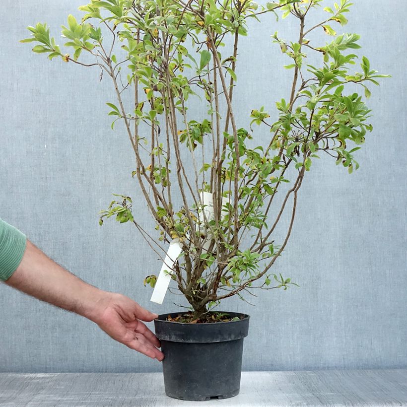 Exemplar von Azalea viscosum Sommerduft - Sommergrüne Azalee Topf mit 4L/5L wie im Sommer geliefert