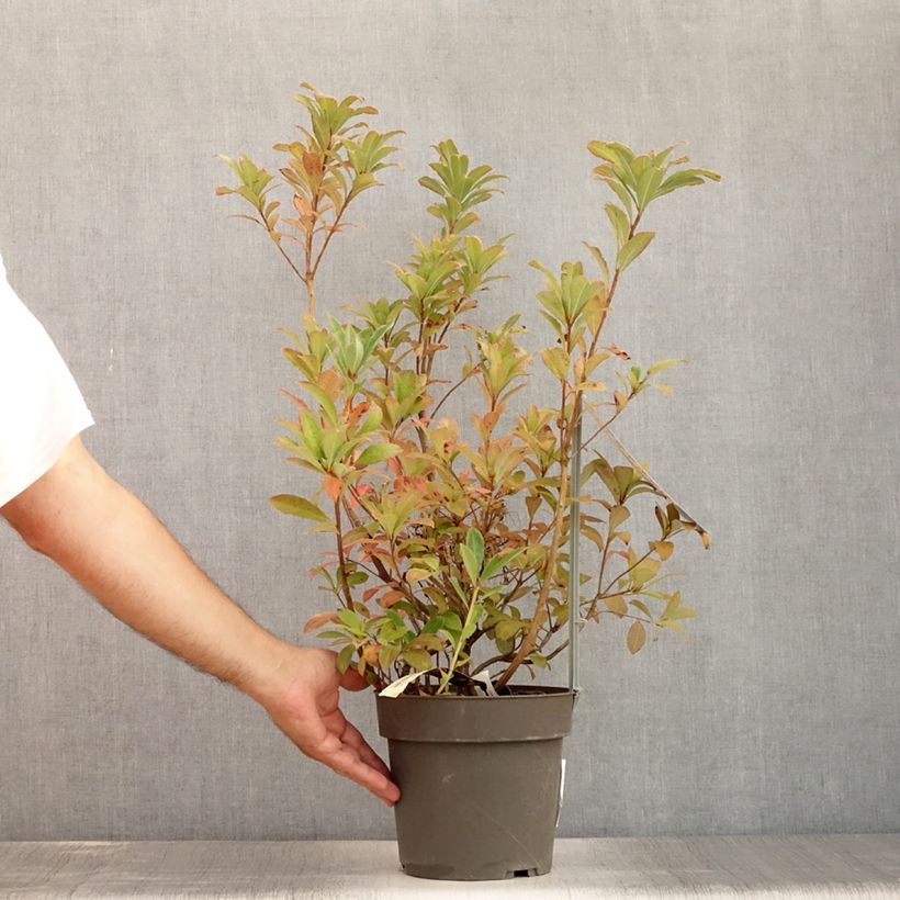Exemplar von Sommergrüne Azalee Soir de Paris - Azalea Topf mit 4L/5L wie im Sommer geliefert