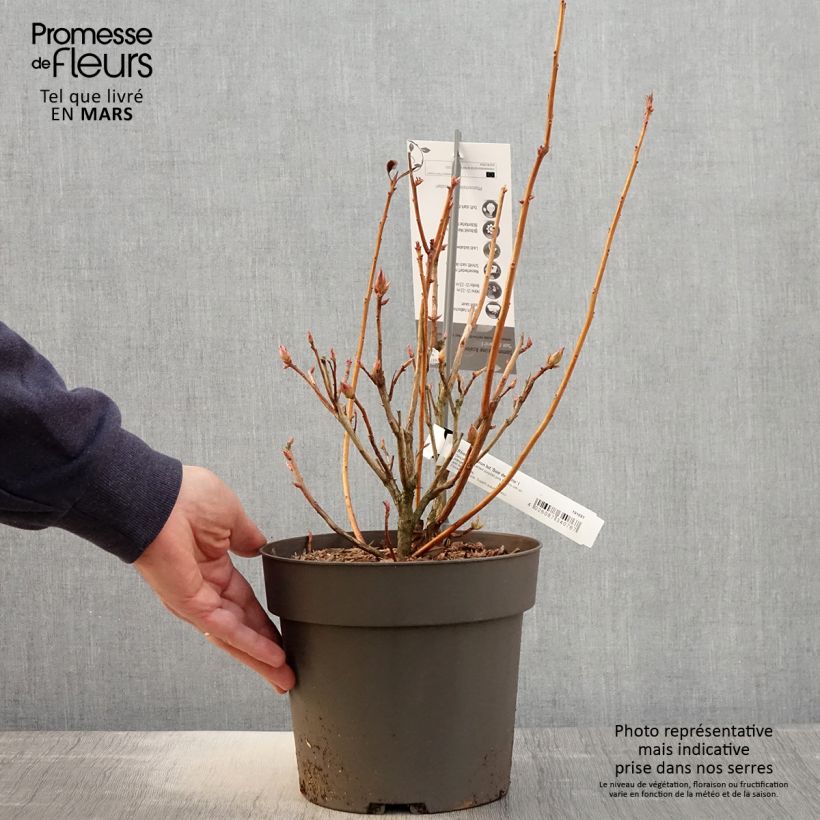 Exemplar von Sommergrüne Azalee Soir de Paris - Azalea Topf mit 4L/5LGelieferte Höhe ca. 25/30cm wie im Frühjahr geliefert