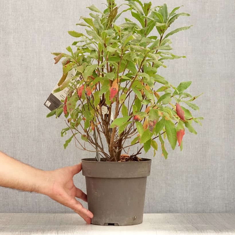 Exemplar von Azalea austrinum - Sommergrüne Azalee Topf mit 4L/5L wie im Sommer geliefert