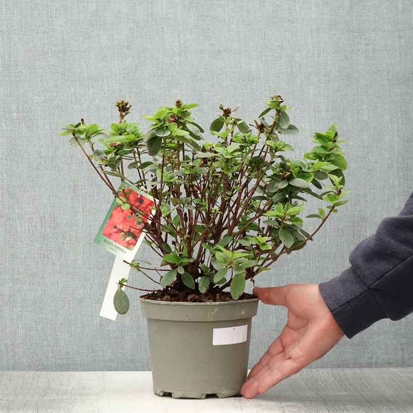 Exemplar von Japanische Azalee Ardeur - Azalea Topf mit 2L/3L wie im Sommer geliefert