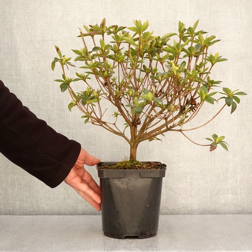 Exemplar von Japanische Azalee Elsie Lee - Azalea Topf mit 2L/3L wie im Frühjahr geliefert