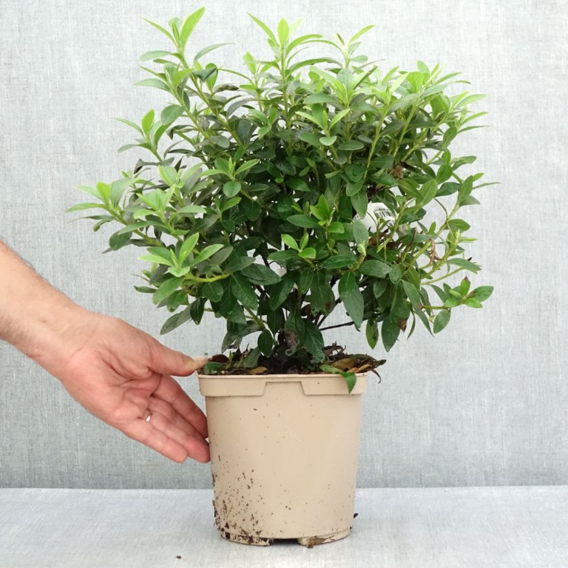 Exemplar von Japanische Azalee Ho Oden - Azalea Topf mit 2L/3L wie im Sommer geliefert