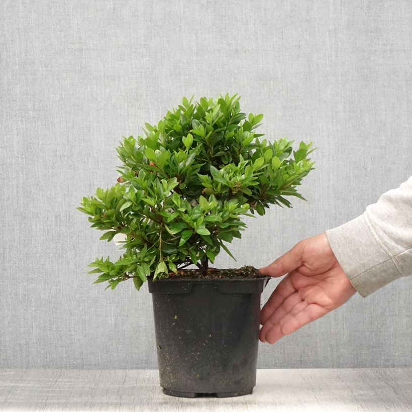 Exemplar von Japanische Azalee Kirin - Azalea Topf mit 2L/3L wie im Sommer geliefert