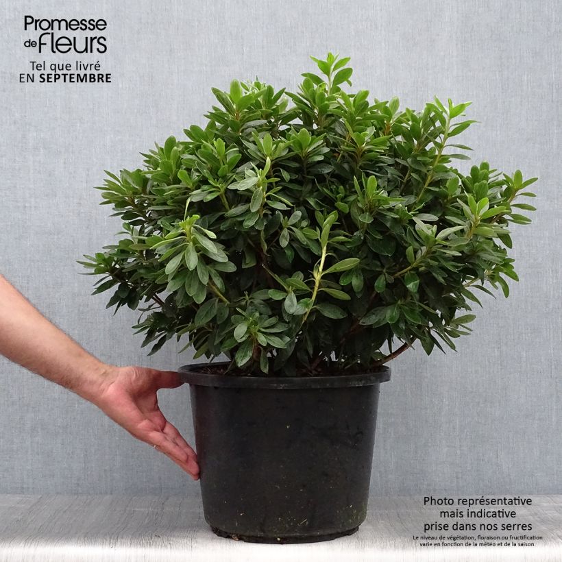 Exemplar von Japanische Azalee Luzi - Azalea Topf mit 12L/15L wie im Herbst geliefert