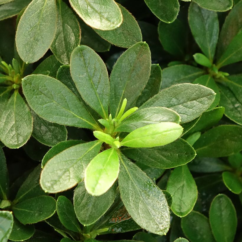 Japanische Azalee Luzi - Azalea (Laub)