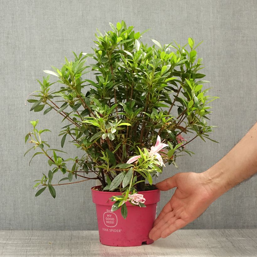 Exemplar von Azalea obtusum Pink Spider - Japanische Azalee Topf mit 2L/3LGelieferte Höhe ca. 10/+cm wie im Frühjahr geliefert