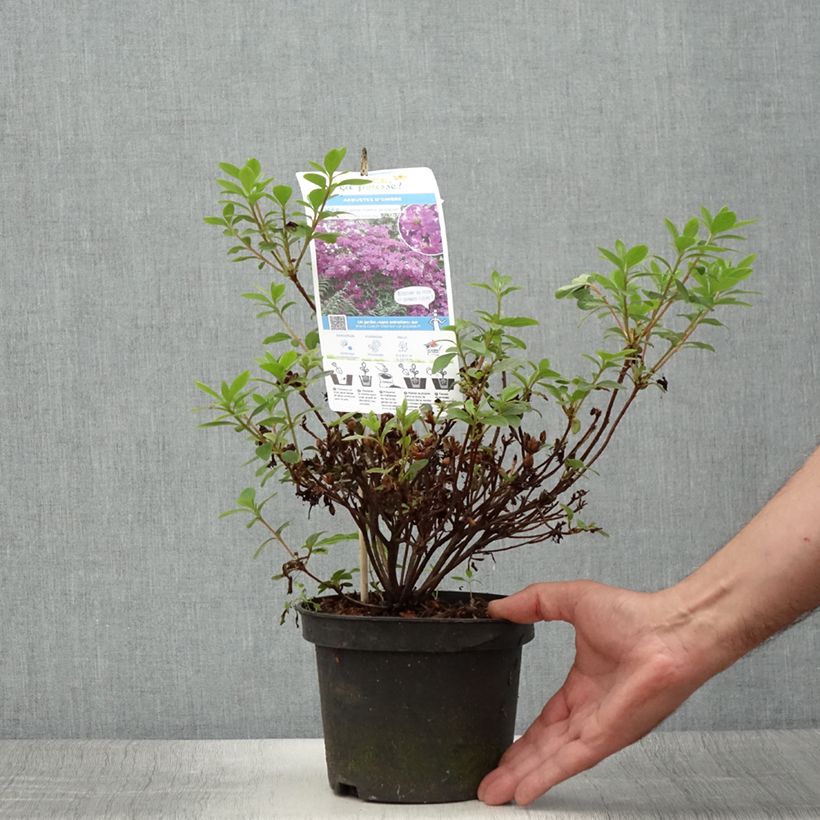 Exemplar von Japanische Azalee Purple Splendor - Azalea Topf mit 2L/3L wie im Sommer geliefert