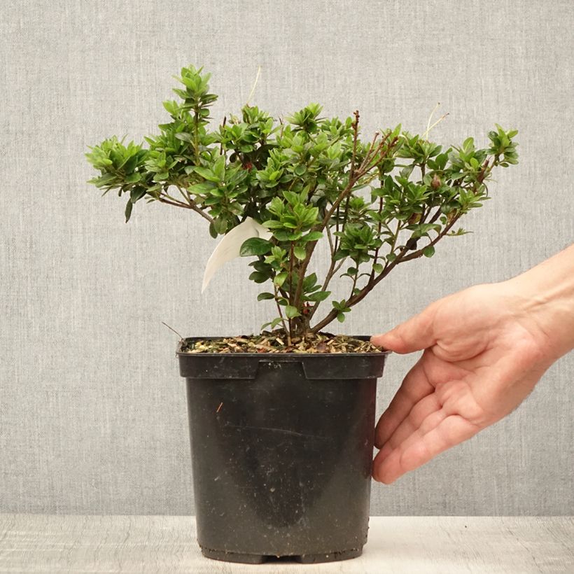 Exemplar von Japanische Azalee Sachsenstern - Azalea Topf mit 3L/4L wie im Sommer geliefert