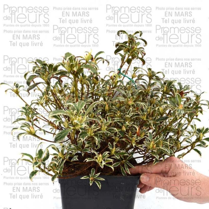 Beispiel eines Exemplars von Japanische Azalee Silver Queen - Azalea Topf mit 2L/3LGelieferte Höhe ca. 20/30cm wie geliefert