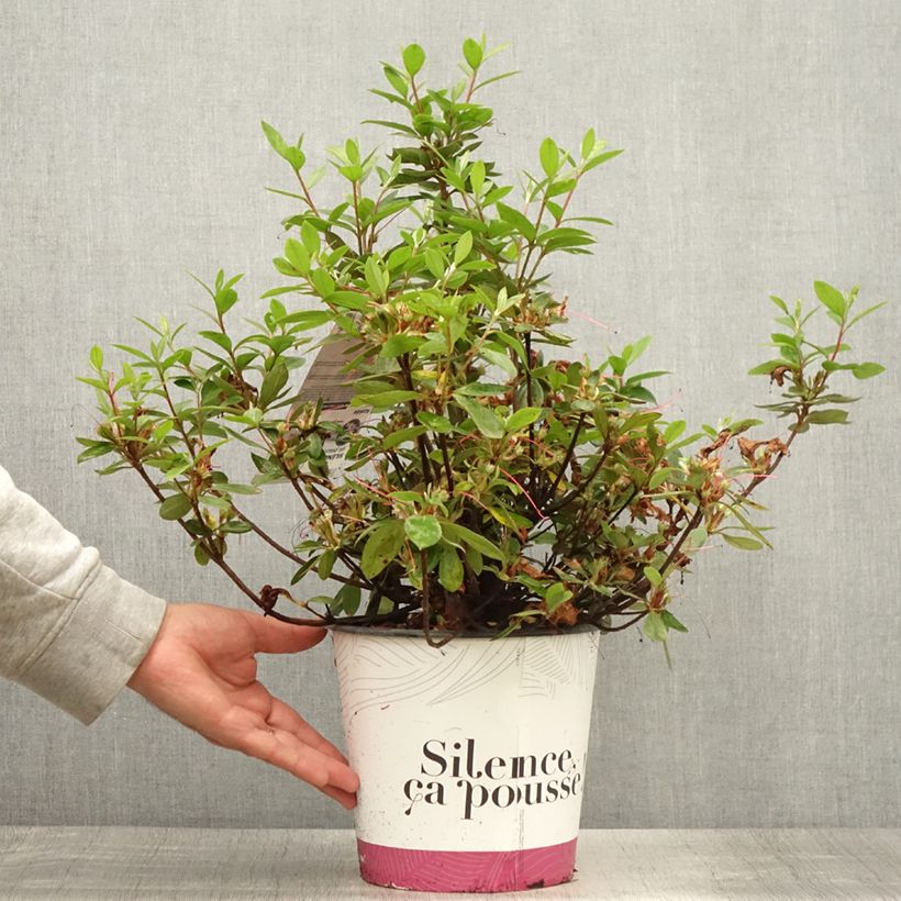 Exemplar von Japanische Azalee Vuyk's Rosyred - Azalea Topf mit 4L/5L wie im Sommer geliefert