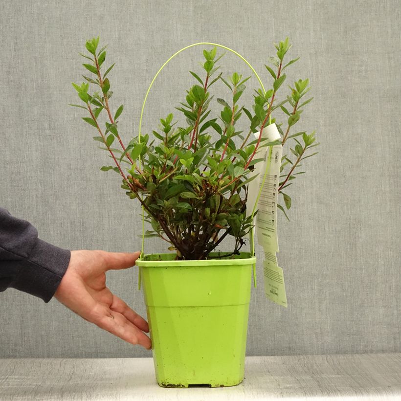 Exemplar von Japanische Azalee ENCORE Autumn Fire - Azalea Topf mit 3L/4L wie im Sommer geliefert