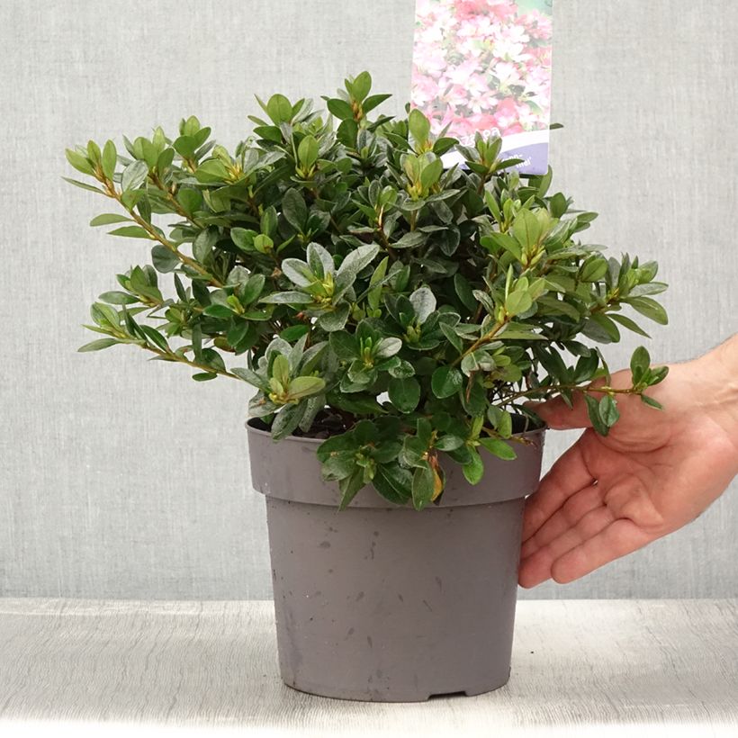 Exemplar von Japanische Azalee Izumi no mai - Azalea Topf mit 3L/4L wie im Sommer geliefert