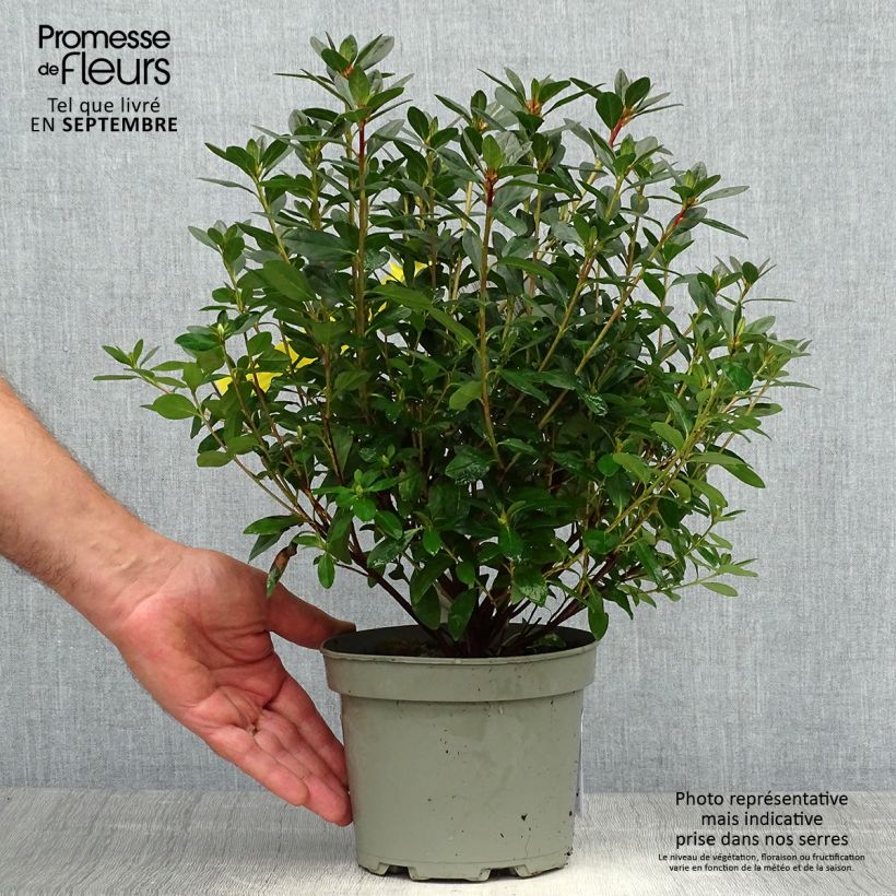 Exemplar von Japanische Azalee Madame Galle - Azalea Topf mit 2L/3L wie im Herbst geliefert