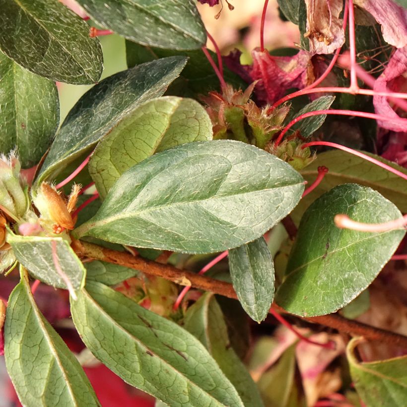 Japanische Azalee Madame Galle - Azalea (Laub)