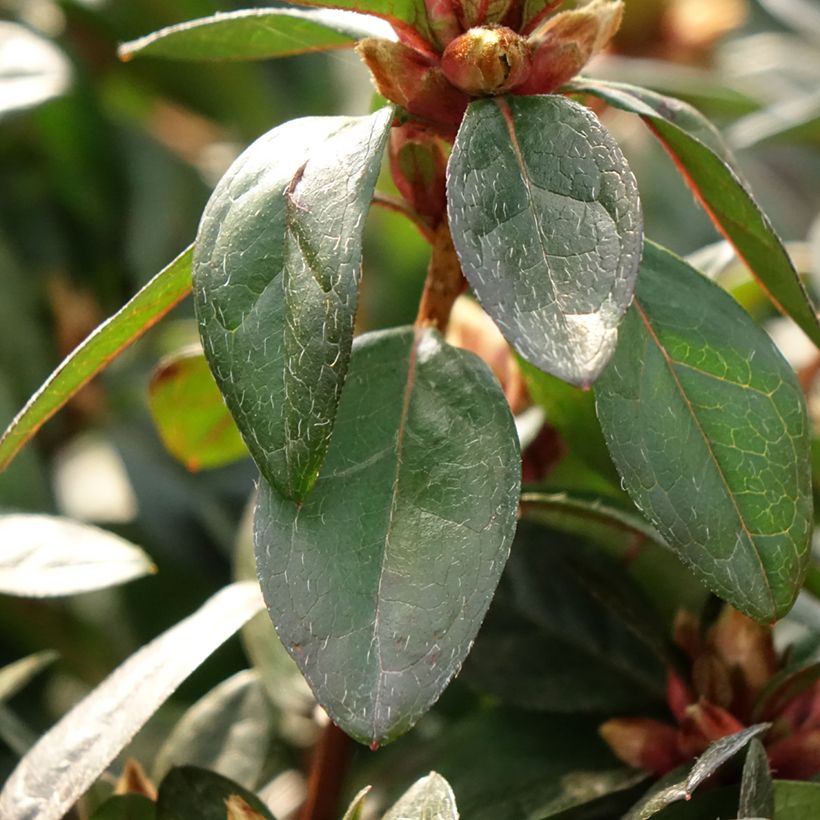 Japanische Azalee Madame Galle - Azalea (Laub)