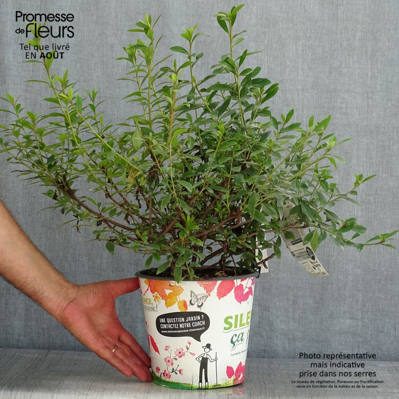 Exemplar von Japanische Azalee Purple Splendor - Azalea Topf mit 4L/5L wie im Sommer geliefert
