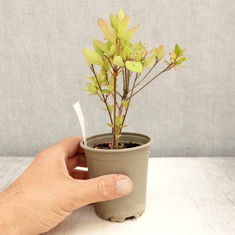 Exemplar von Japanische Azalee Vuyk's Scarlet - Azalea Kleine Töpfe von 8/9 cm wie im Sommer geliefert