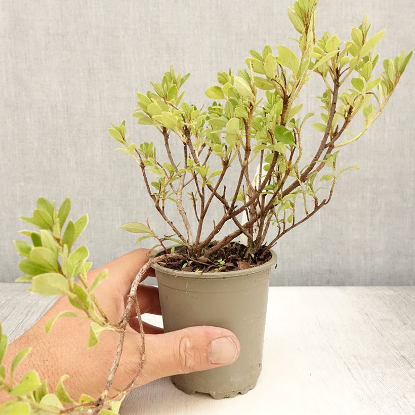 Exemplar von Japanische Azalee Blaauw's pink - Azalea Kleine Töpfe von 8/9 cm wie im Sommer geliefert
