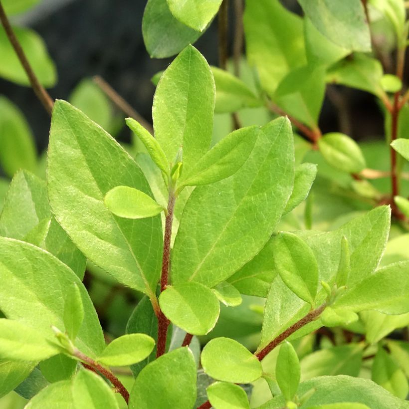Japanische Azalee Gilbert Mullie - Azalea (Laub)