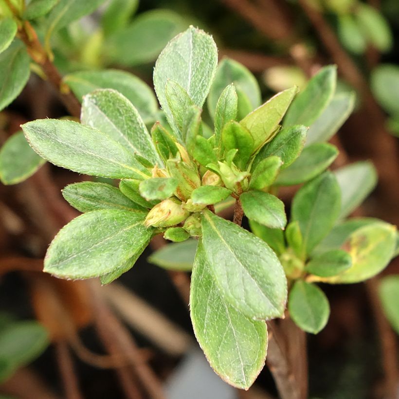 Japanische Azalee Gilbert Mullie - Azalea (Laub)