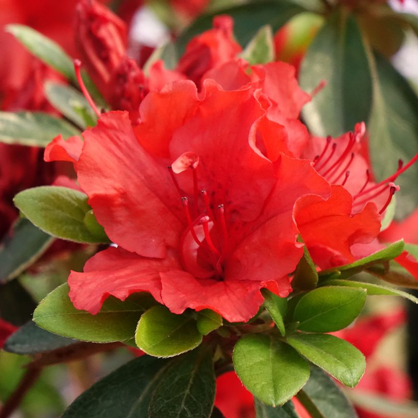 Japanische Azalee Girard's Hot Shot - Azalea (Blüte)