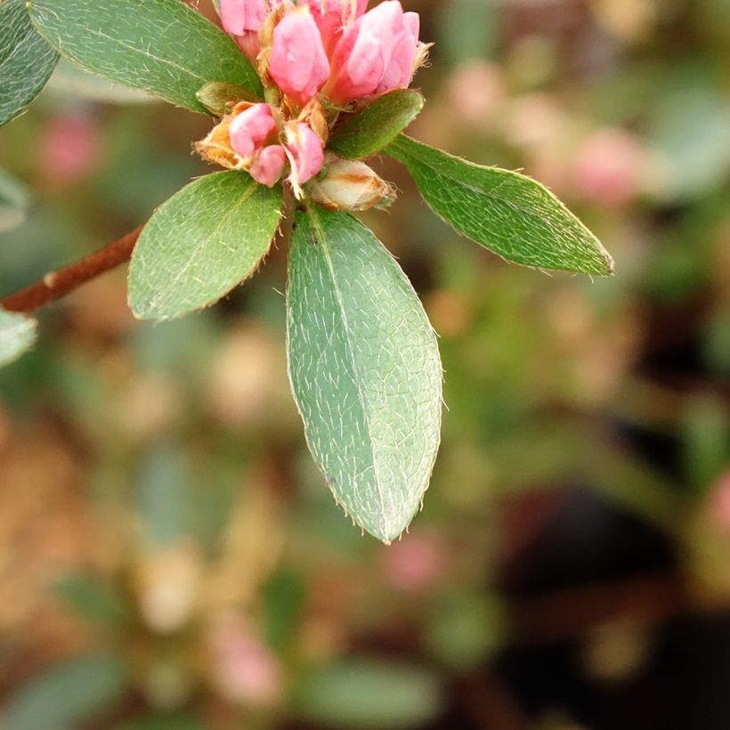 Japanische Azalee Mme Van Hecke - Azalea (Laub)