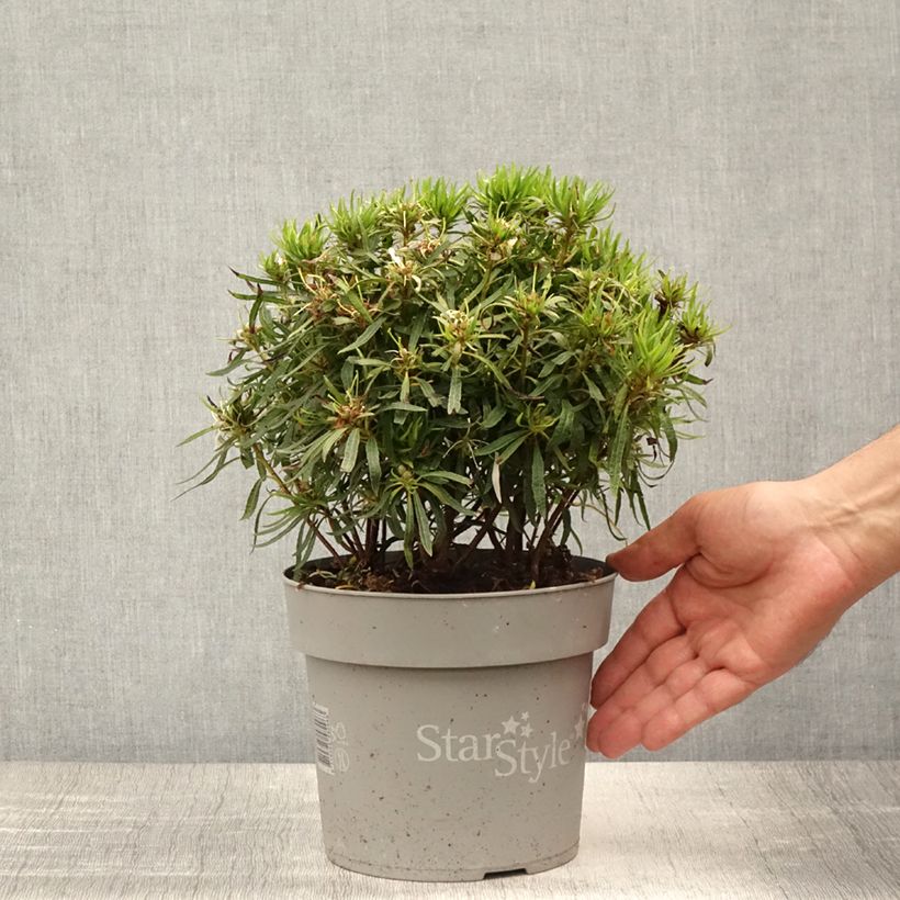 Exemplar von Japanische Azalee Star Style White - Azalea Topf mit 3L/4L wie im Sommer geliefert
