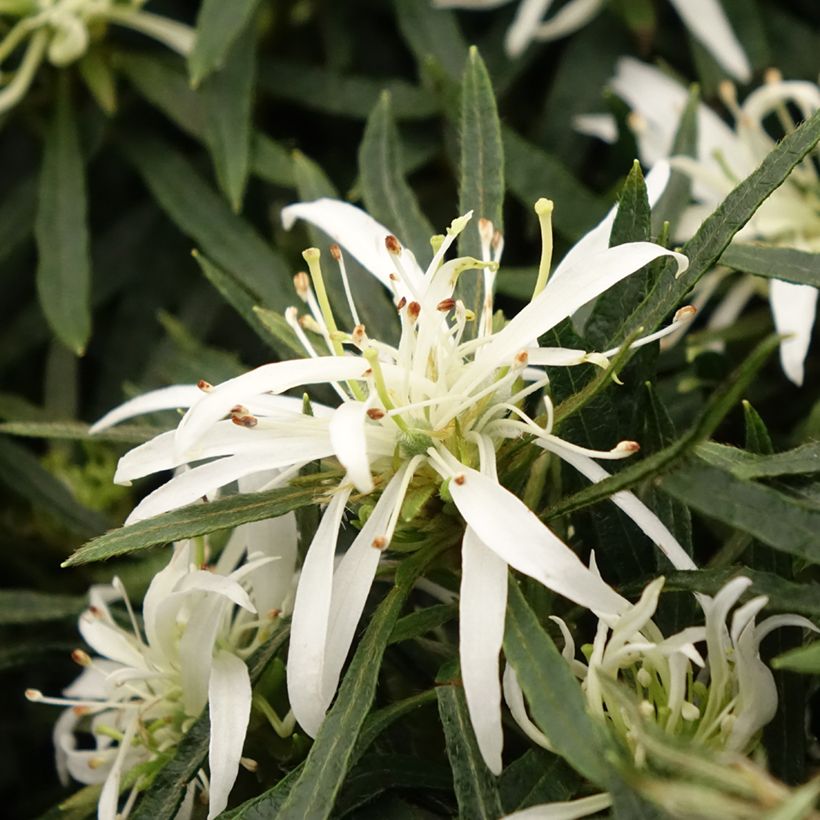 Japanische Azalee Star Style White - Azalea (Blüte)