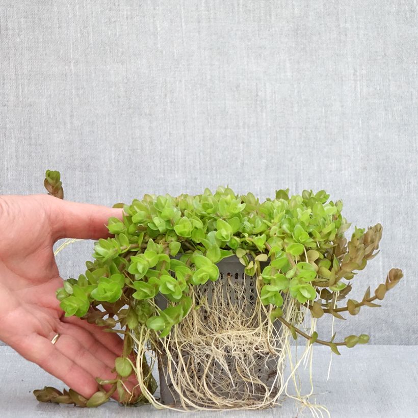 Exemplar von Bacopa caroliniana - Großes Fettblatt Topf mit 1L/1,5L wie im Sommer geliefert