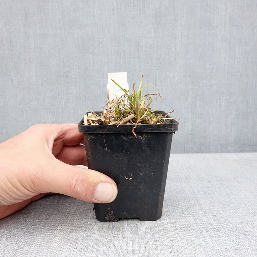 Exemplar von Baldellia ranunculoides - Igelschlauch Kleine Töpfe von 8/9 cm wie im Frühjahr geliefert