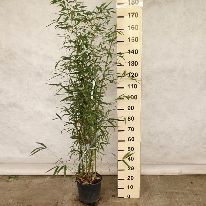 Exemplar von Goldrohr Bambus - Phyllostachys aurea Topf mit 7,5L/10LGelieferte Höhe ca. 100/125cm wie im Sommer geliefert