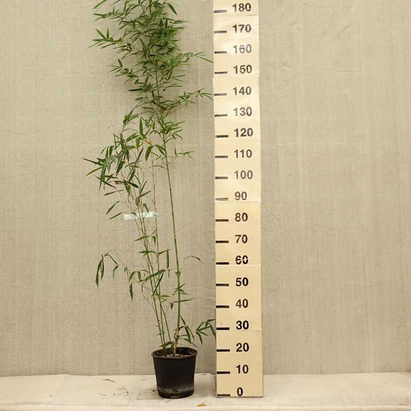 Exemplar von Goldrohr Bambus Koï - Phyllostachys aurea Topf mit 4L/5L wie im Herbst geliefert