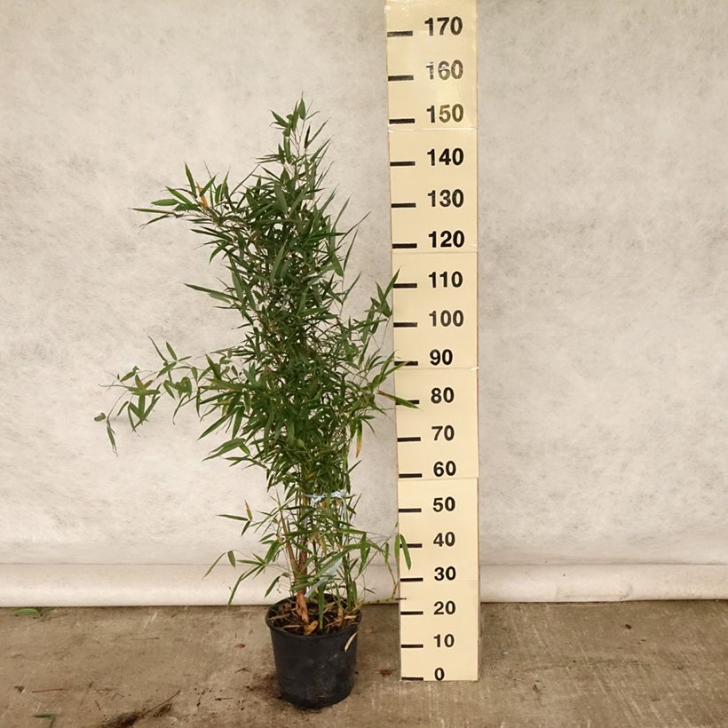 Exemplar von Goldrohr Bambus - Phyllostachys aurea Topf mit 4L/5L wie im Sommer geliefert