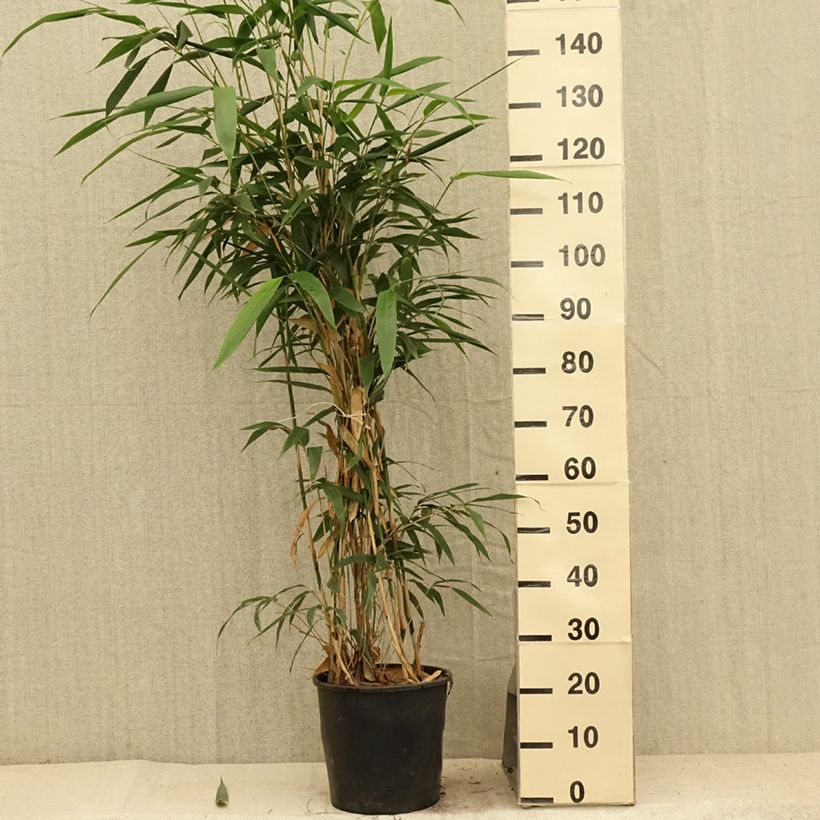Exemplar von Pseudosasa japonica - Breitblattbambus Topf mit 4L/5L wie im Sommer geliefert
