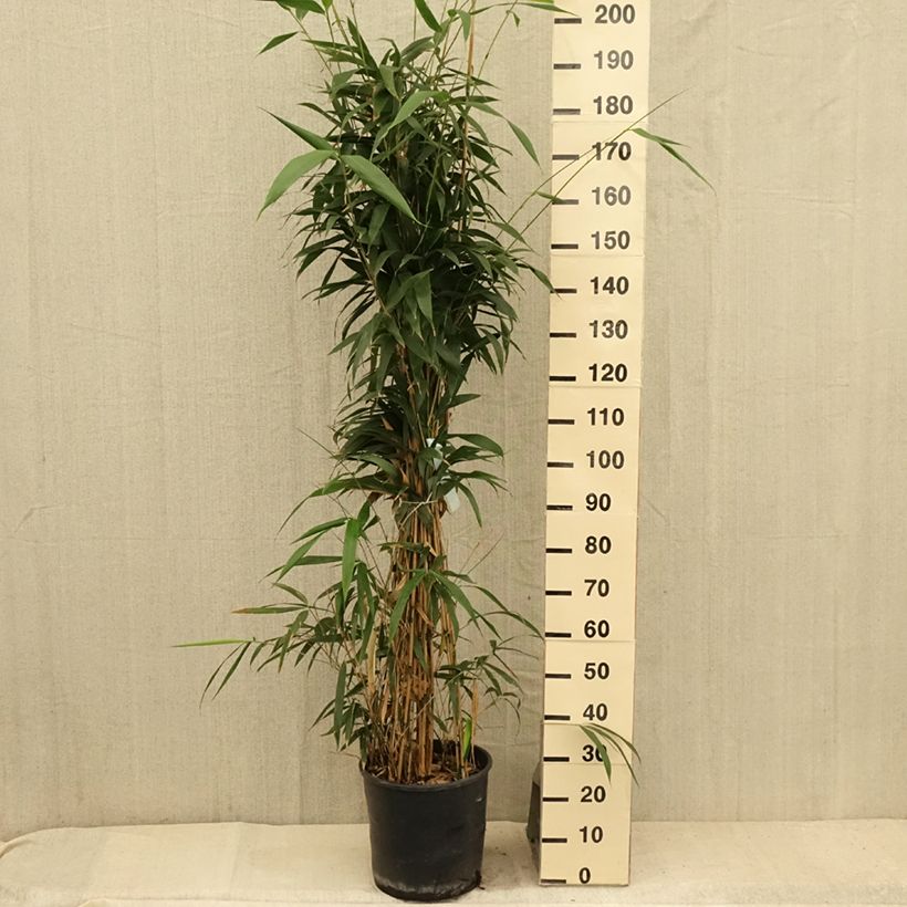 Exemplar von Pseudosasa japonica - Breitblattbambus Topf mit 12L/15L wie im Sommer geliefert