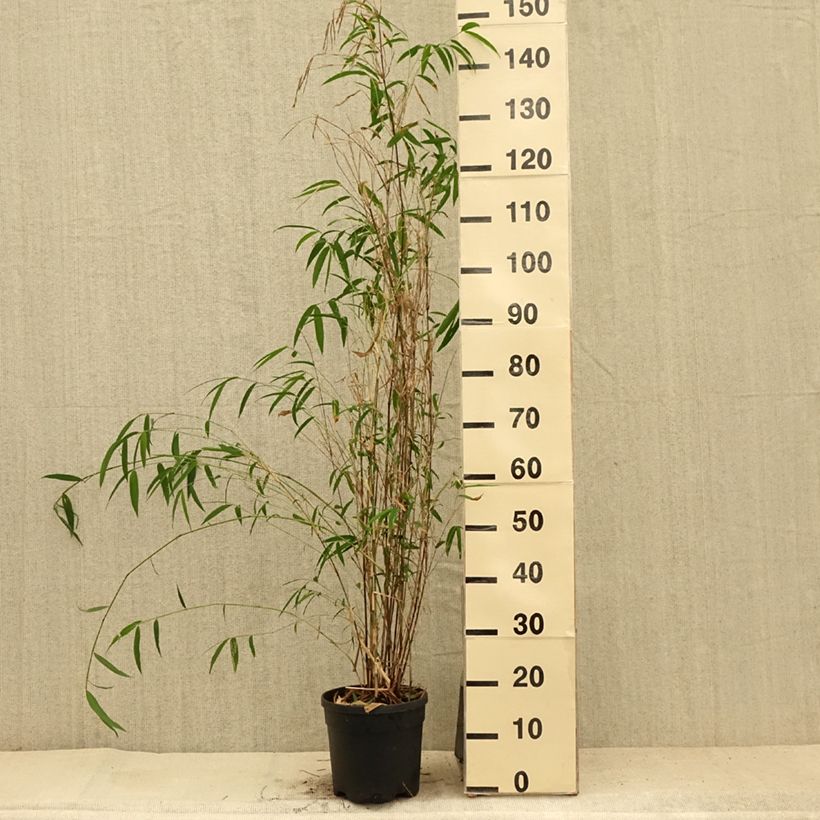 Exemplar von Fargesia yunnanensis - Bambus Topf mit 4L/5L wie im Sommer geliefert