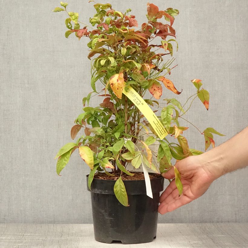 Exemplar von Nandina domestica Blush Pink - Himmelsbambus Topf mit 2L/3L wie im Sommer geliefert