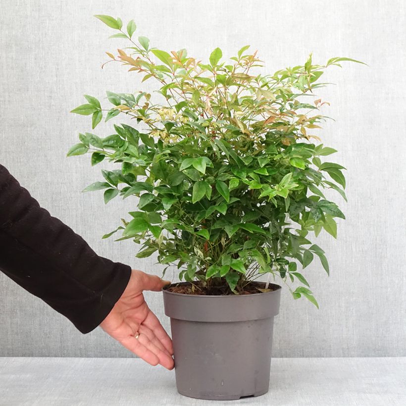 Exemplar von Nandina domestica Magical Sunrise - Himmelsbambus Topf mit 3L/4L wie im Winter geliefert