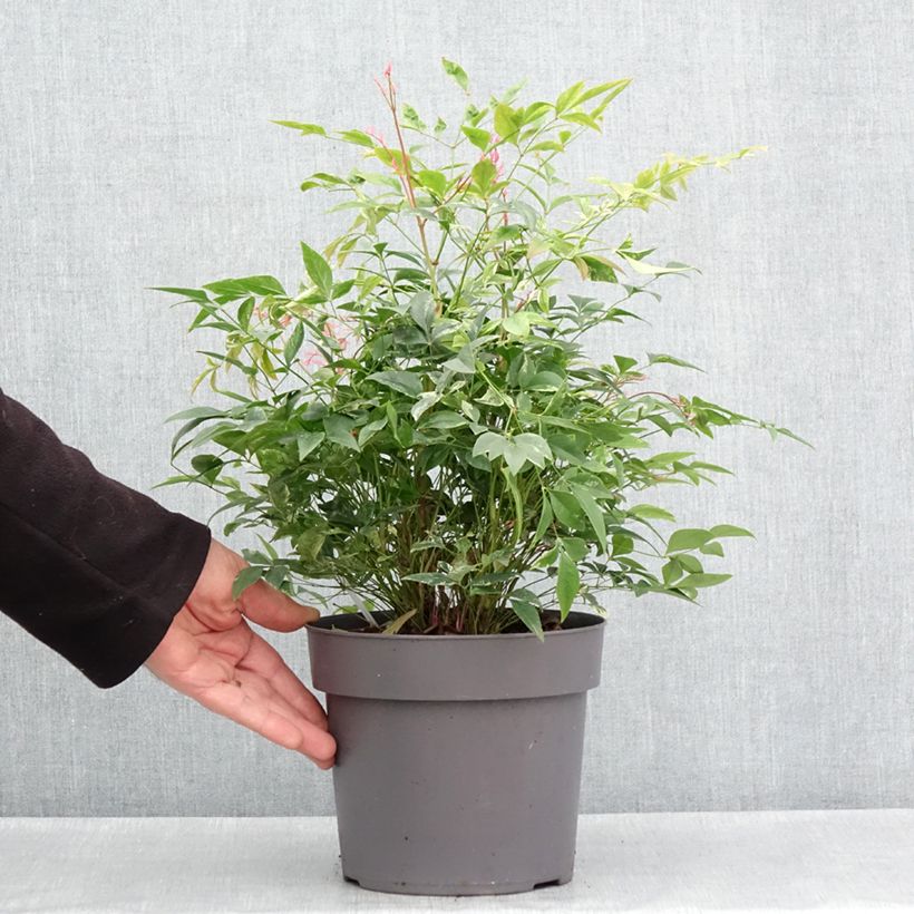 Exemplar von Nandina domestica Magical Sunrise - Himmelsbambus Topf mit 3L/4LGelieferte Höhe ca. 25/30cm wie im Frühjahr geliefert
