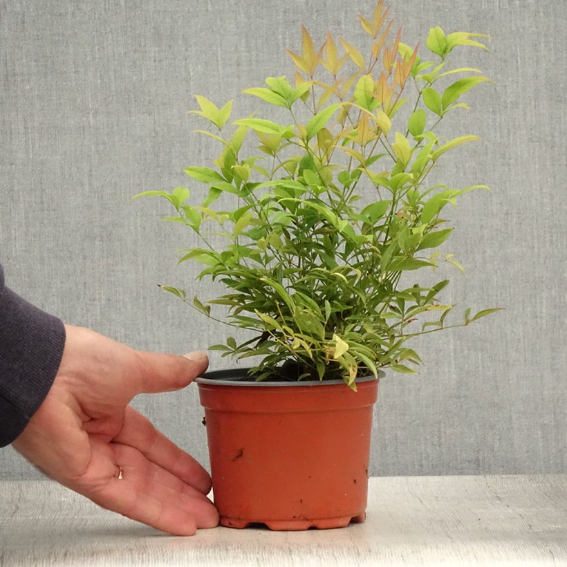 Exemplar von Nandina domestica Moon Bay - Himmelsbambus Topf 12 cm / 13 cm wie im Sommer geliefert