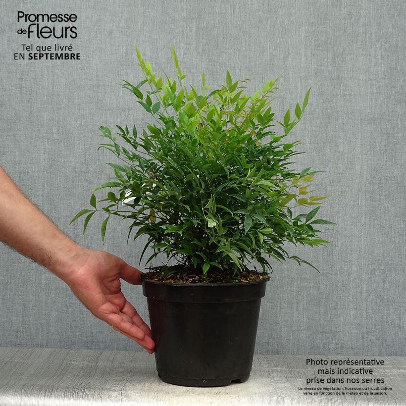 Exemplar von Nandina domestica Moon Bay - Himmelsbambus Topf mit 3L/4L wie im Herbst geliefert