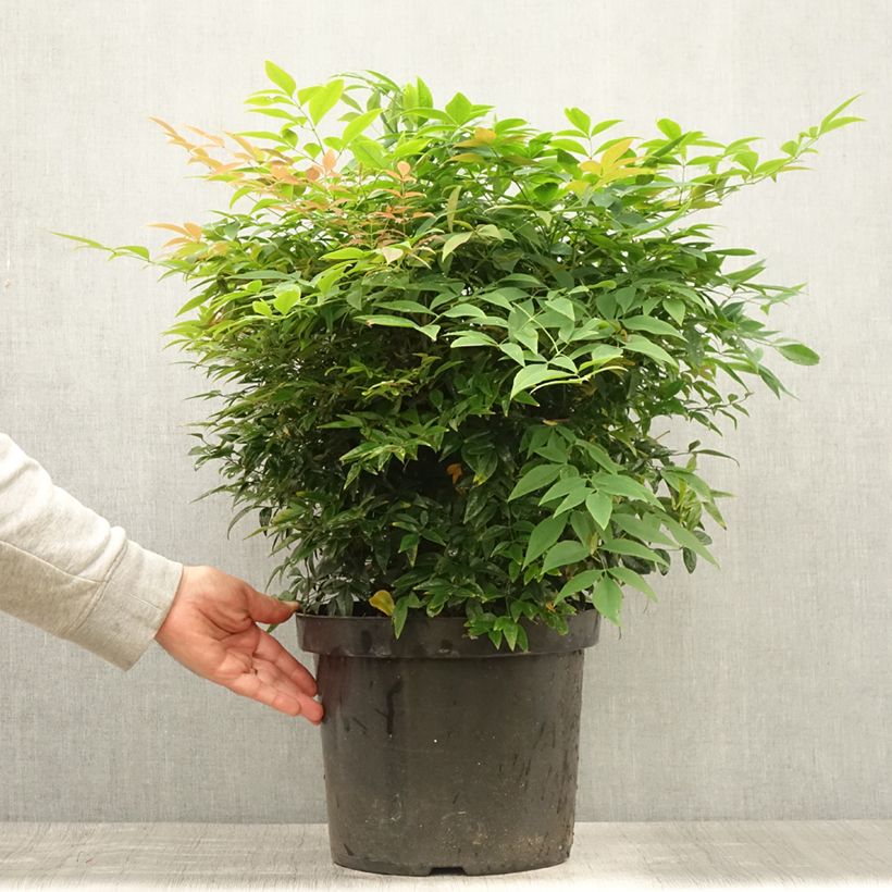 Exemplar von Nandina domestica Sienna Sunrise - Himmelsbambus Topf mit 7,5L/10L wie im Sommer geliefert
