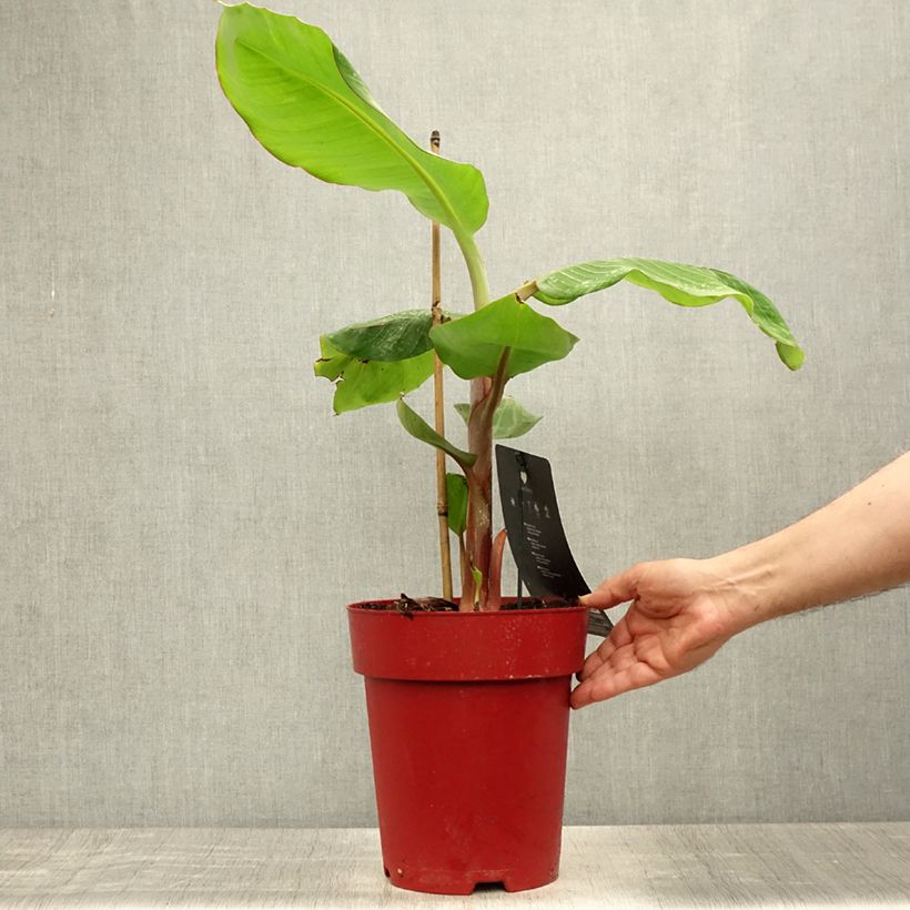 Exemplar von Zwerg-Essbanane Red Dacca - Musa acuminata Topf mit 6L/7L wie im Sommer geliefert
