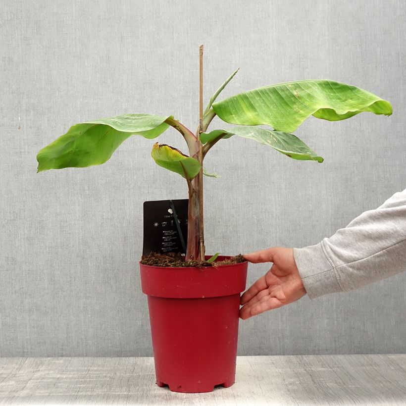Exemplar von Zwerg-Essbanane Red Dacca - Musa acuminata Topf mit 6L/7LGelieferte Höhe ca. 50/60cm wie im Frühjahr geliefert