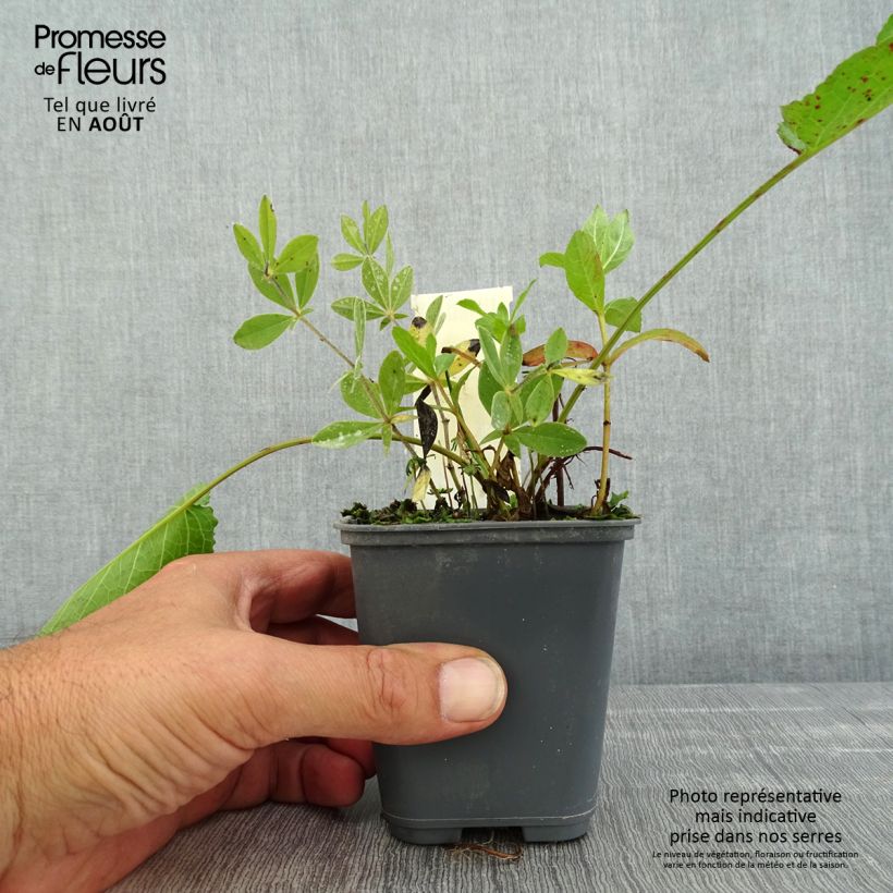 Exemplar von Baptisia bracteata - Färberhülse Kleine Töpfe von 8/9 cm wie im Sommer geliefert